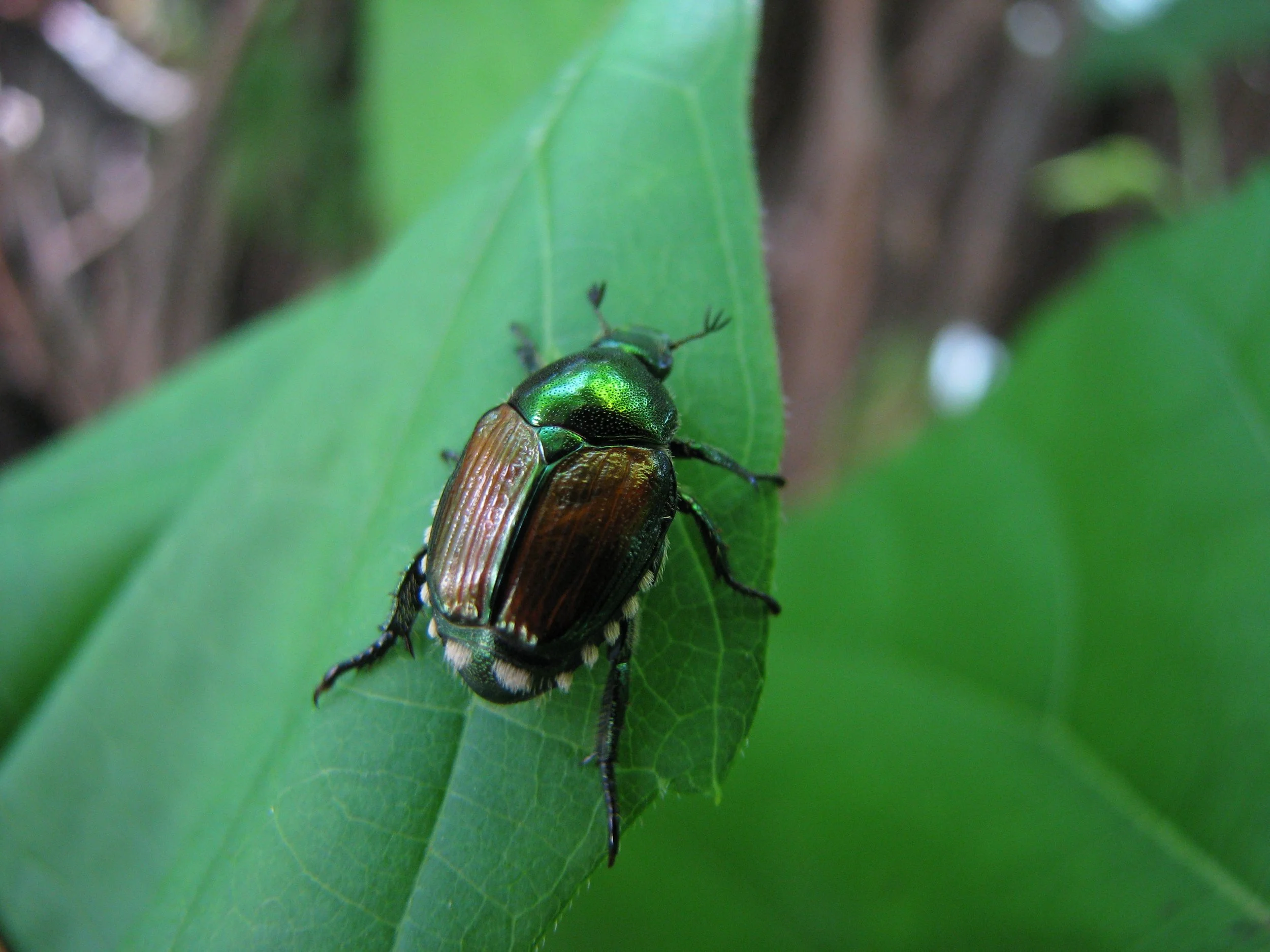 Identify and Treat Japanese Beetles on Fruit Trees — The Giving Grove